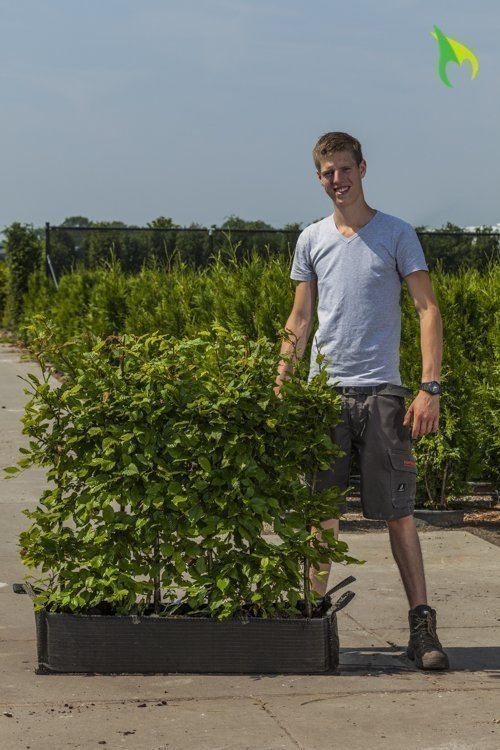 wanneer-haag-planten