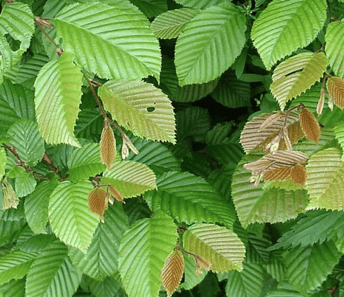 wanneer_beukenhaag_planten