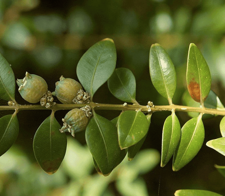 wanneer_buxus_snoeien