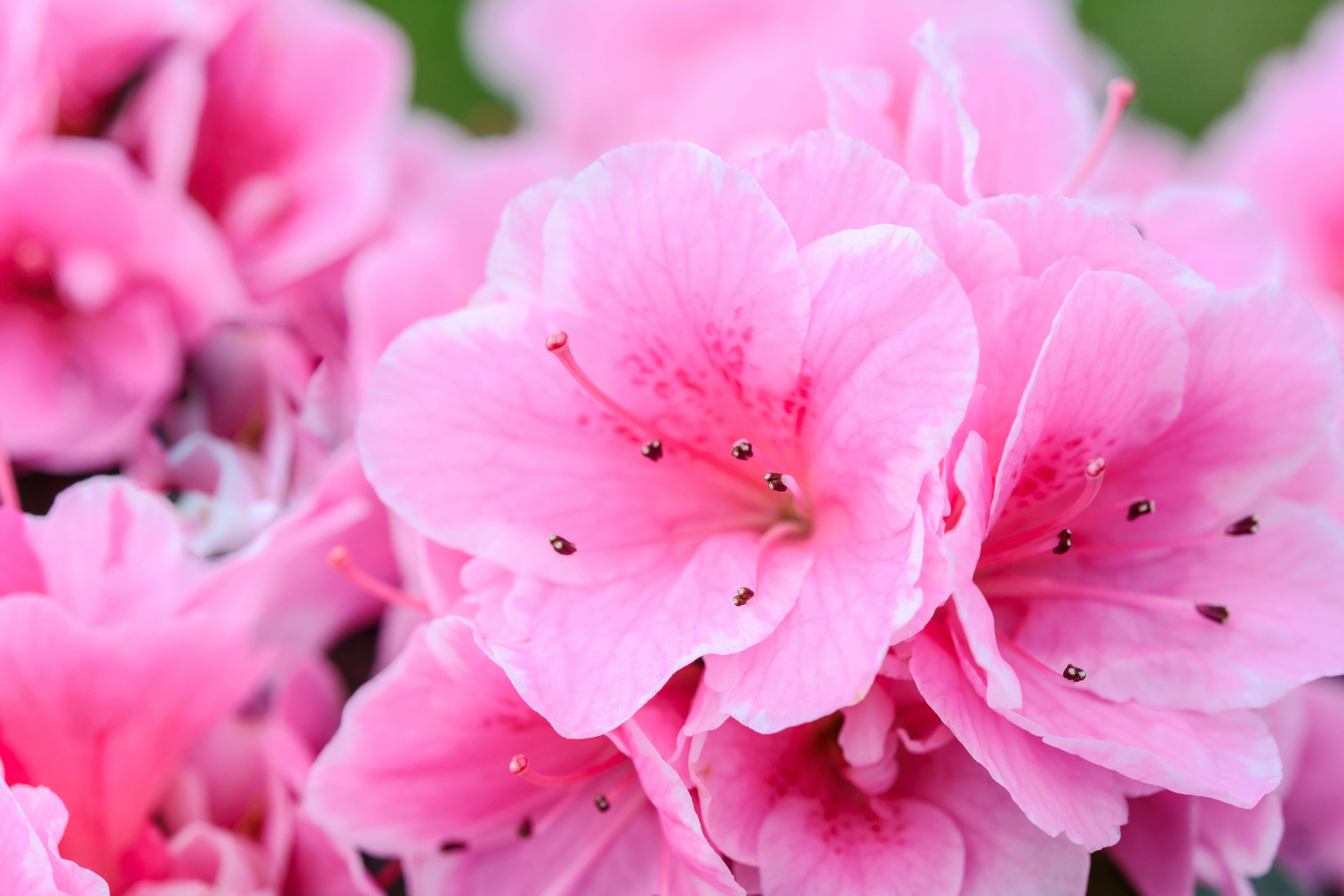 bloeiende tuinplanten