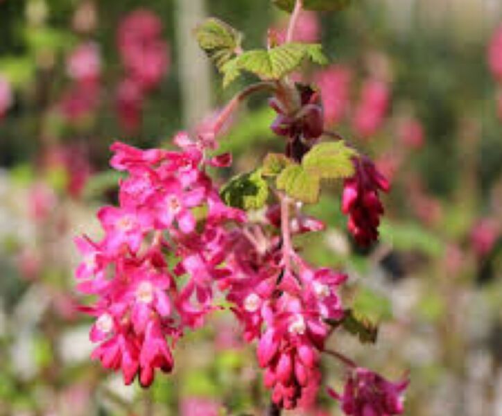Die Blutjohannisbeere (Ribes sanguineum) ist ein robuster und insektenfreundlicher Strauch.