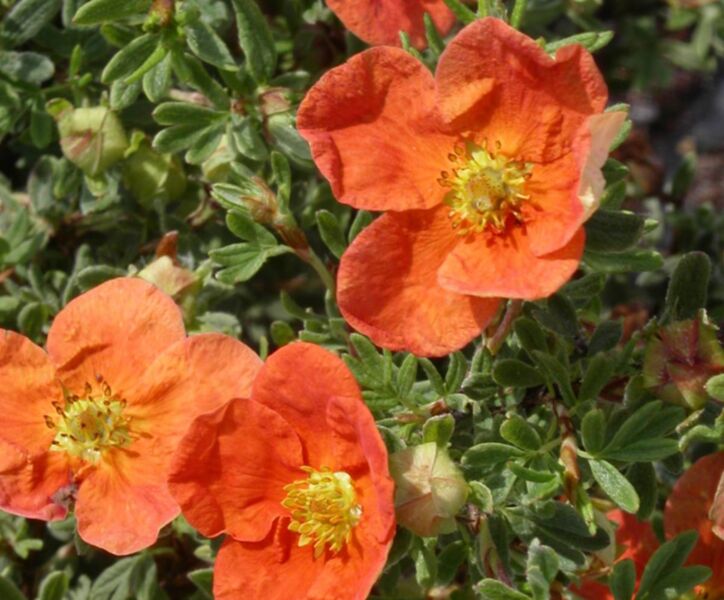 Fingerstrauch (Potentilla fruticosa) 'Red Ace'