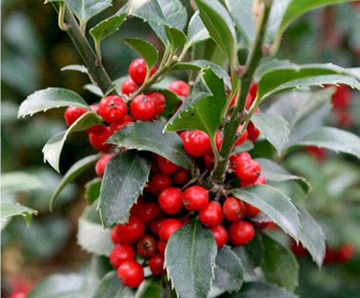 In Gesellschaft eines männlichen Strauchs trägt die Stechpalme (Ilex meserveae) Heckenfee Beeren. Bei uns kaufen Sie direkt aus der Gärtnerei.