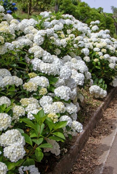 Bolhortensia-Wit-ALG HAAG