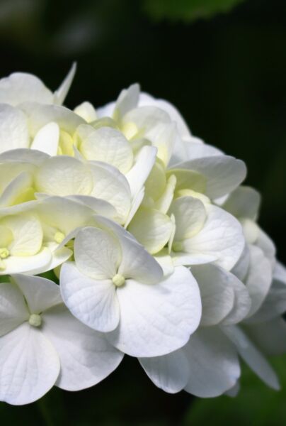 Bolhortensia-Wit-ALG INZ