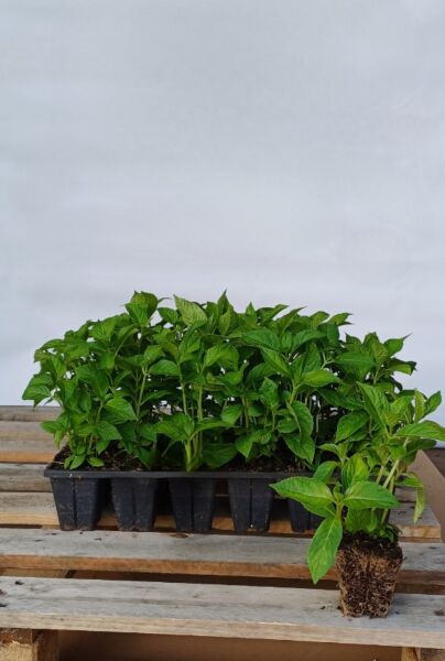 Bolhortensia-Wit-Kluit-20-25