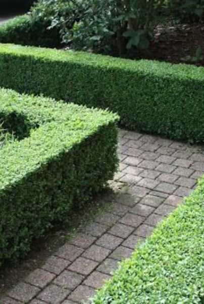 Buxus-Palmboom-ALG HAAG