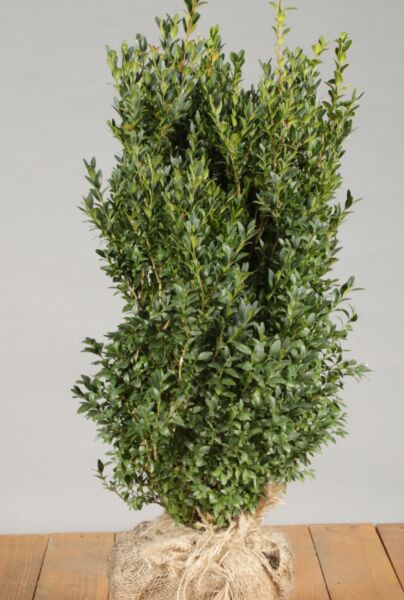 Buxus-Palmboom-Kluit-50-60