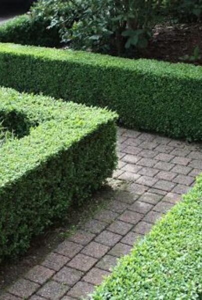 Buxus sempervirens