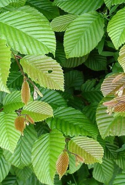 Blätter der Hainbuche - Weißbuche (Carpinus betulus)