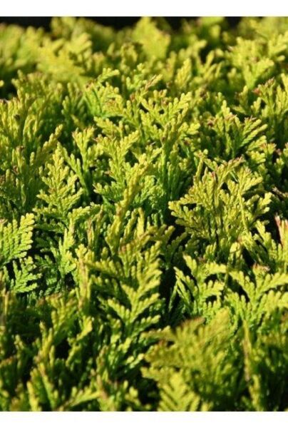 Gele Californische Cipres