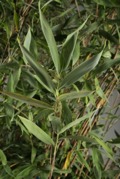 Bamboe fargesia 'Jumbo'