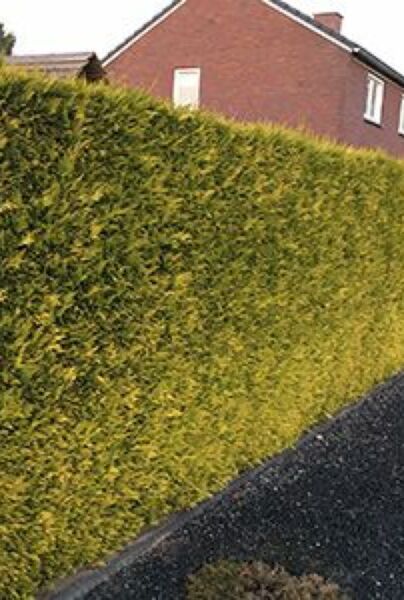 Gele-Californische-Cipres-ALG HAAG