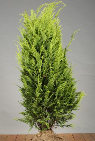 Gele-Californische-Cipres-Kluit-100-125