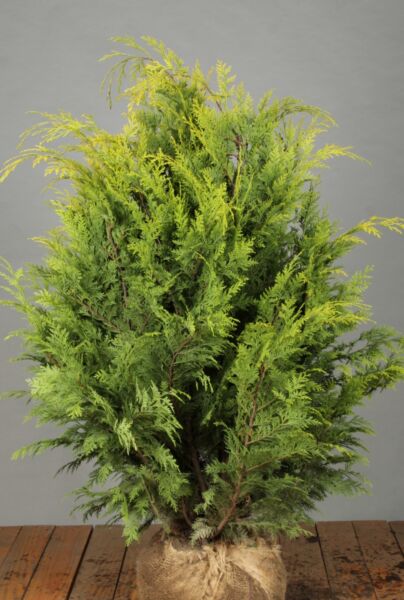 Gele-Californische-Cipres-Kluit-80-100
