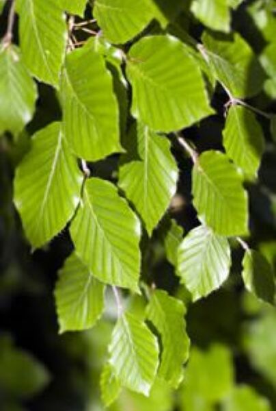 Groene-Beuk-Pot-175-200