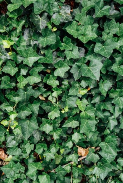 hedera hibernica