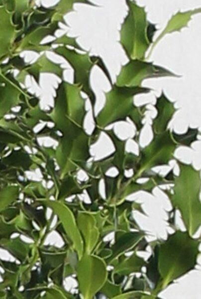 Europäische (Gewöhnliche) Stechpalme - Ilex aquifolium kaufen
