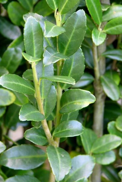 Japanse hulst (Ilex crenata)