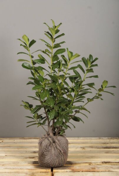 Laurier-Rotundifolia-Kluit-60-80