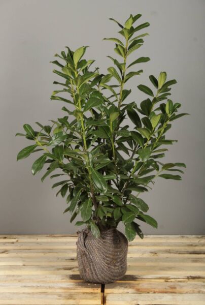 Laurier-Rotundifolia-Kluit-80-100