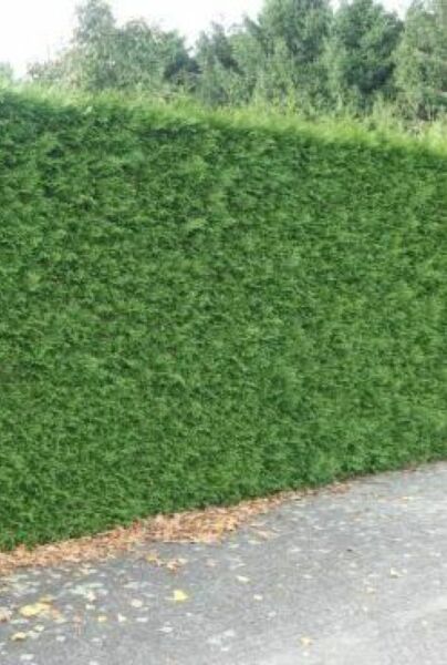 Levensboom 'Excelsa'
