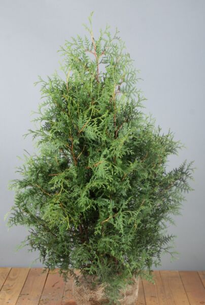 Levensboom-Brabant-Kluit-100-125