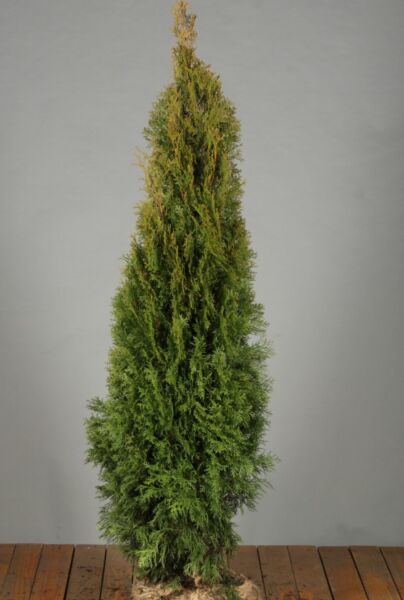 Levensboom-Smaragd-Kluit-125-150