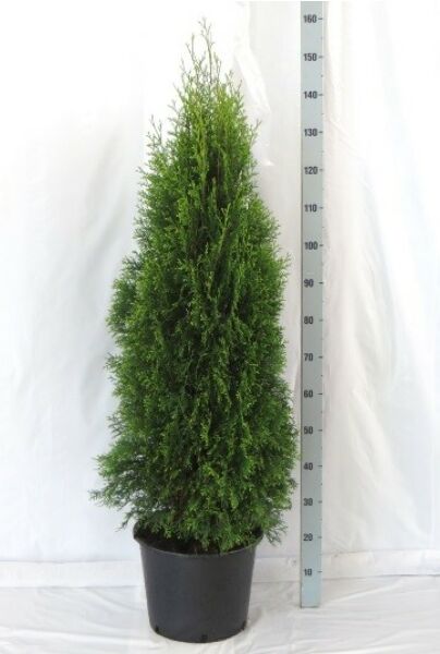 Levensboom-Smaragd-Pot-125-150