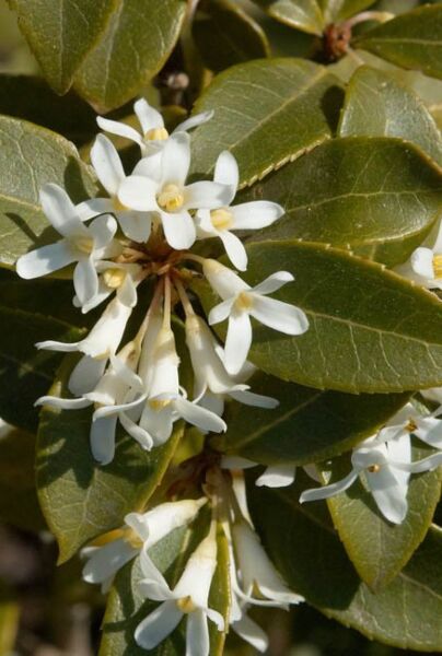 Osmanthus Burkwoodii