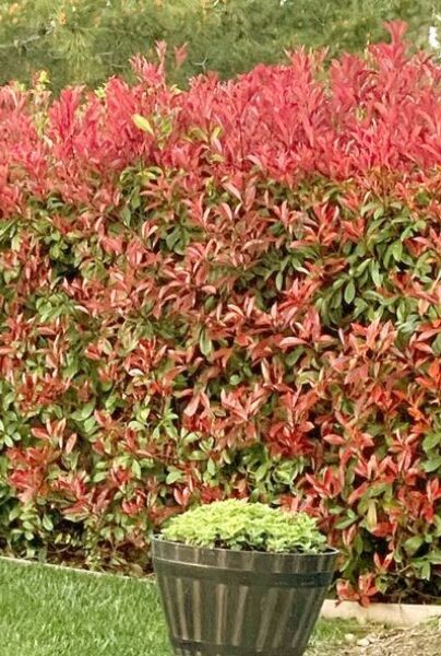 Photinia fraseri 'Red Robin'