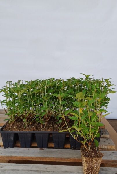 Pluimhortensia-Roze-Kluit-25-30