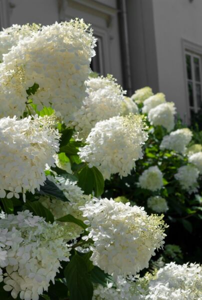 Pluimhortensia-Wit-ALG HAAG
