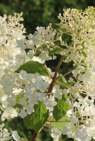 Pluimhortensia-Wit-ALG INZ