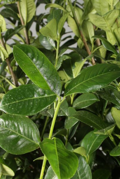 Kirschlorbeer 'Ani' (Prunus laurocerasus 'Ani')