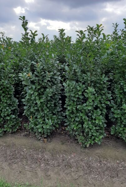 Kirschlorbeer Ani - Hecke kaufen - Prunus laurocerasus Ani