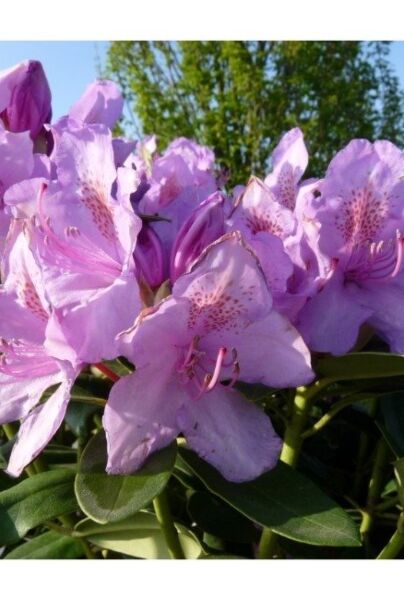 Paarse bloemen van de Rhododendron catawbiense 'Boursault'