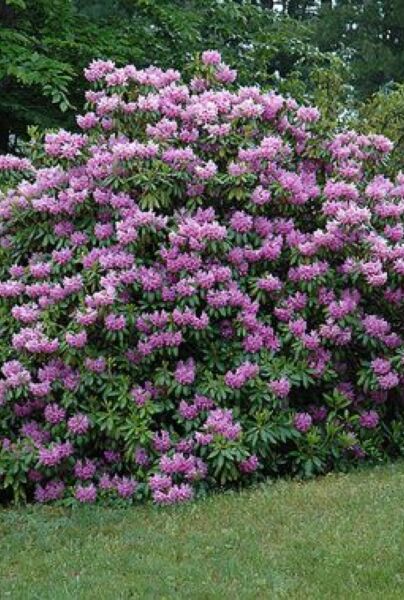 Rhododendron catawbiense 'Boursault'