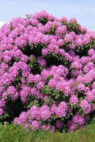 Rhododendron-Roseum-ALG HAAG