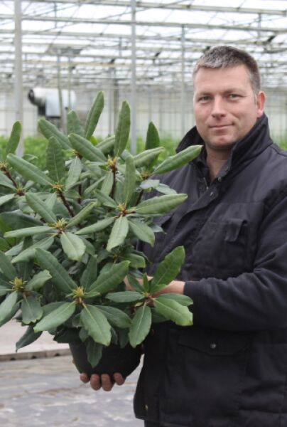 Rhododendron-Roseum-Pot-40-50