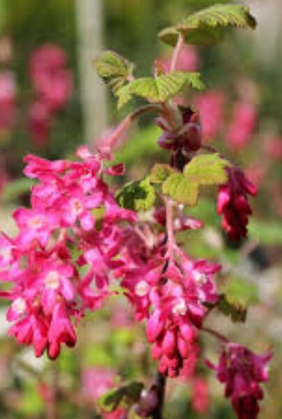 Ribes-King-Edward-VII-ALG INZ