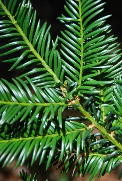 Taxus-Baccata-ALG INZ