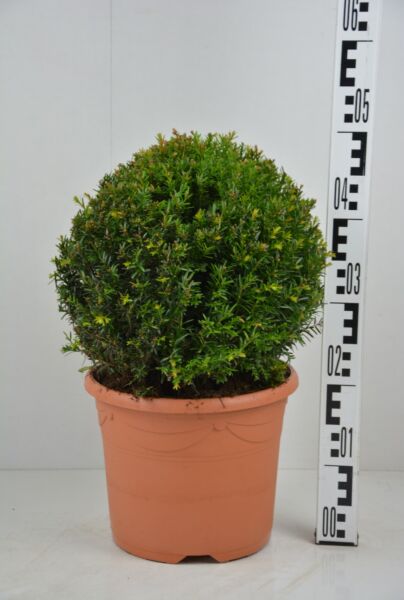 Taxus-Baccata-Bol-30