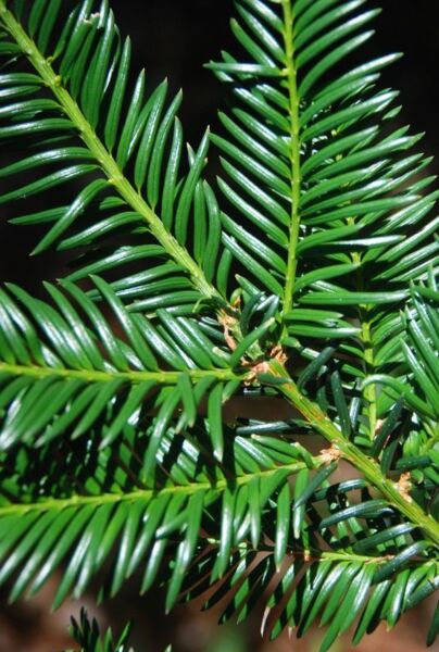 Taxus 'Baccata'