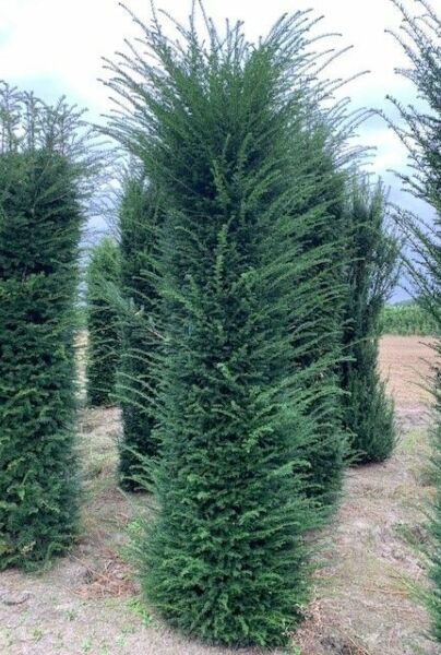 Taxus-Baccata-Kluit-250-275