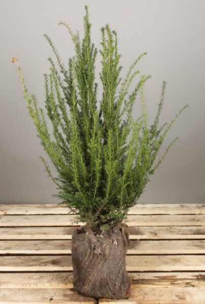 Taxus-Baccata-Kluit-60-80