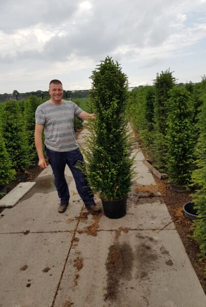Taxus-Baccata-Pot-175-200