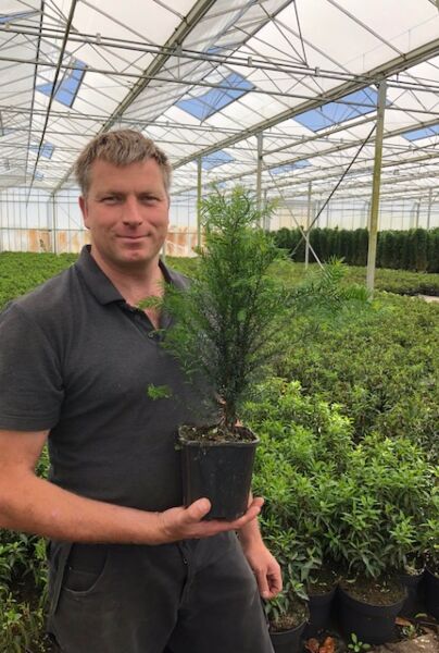 Taxus-Baccata-Pot-30-40