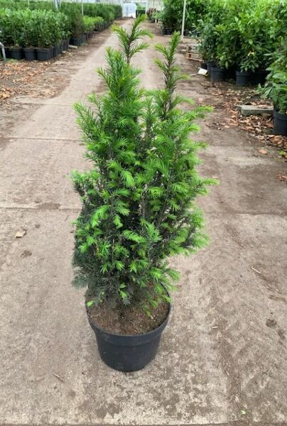 Taxus-Baccata-Pot-60-80