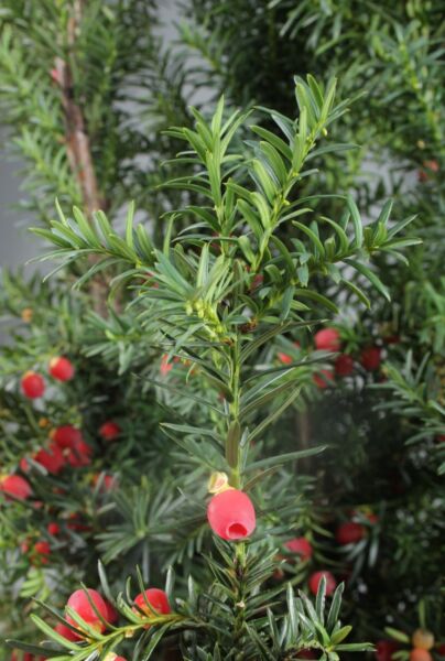 Taxus-Media-Hicksii-ALG INZ